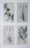 Antique Framed Set of Four Swedish Botanicals Engravings