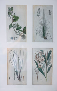 Antique Framed Set of Four Swedish Botanicals Engravings