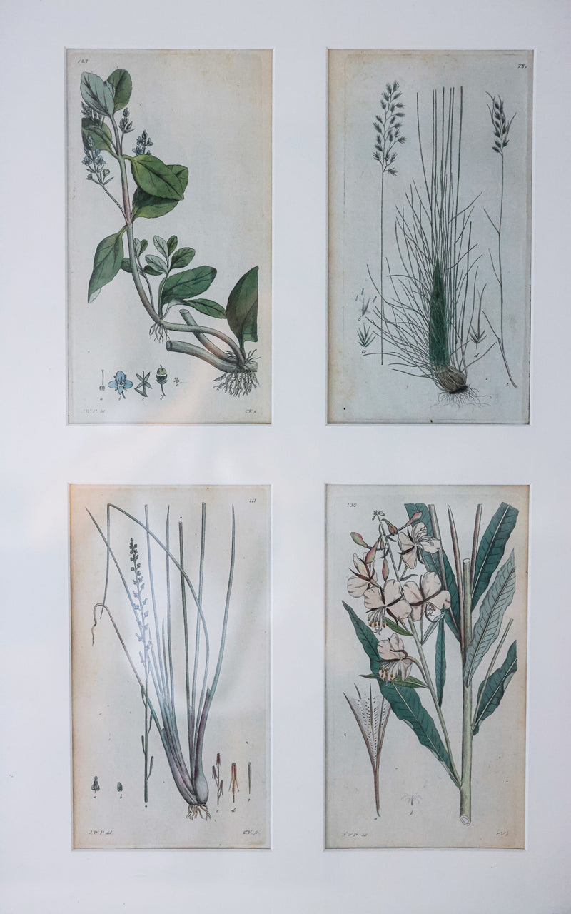 Antique Framed Set of Four Swedish Botanicals Engravings