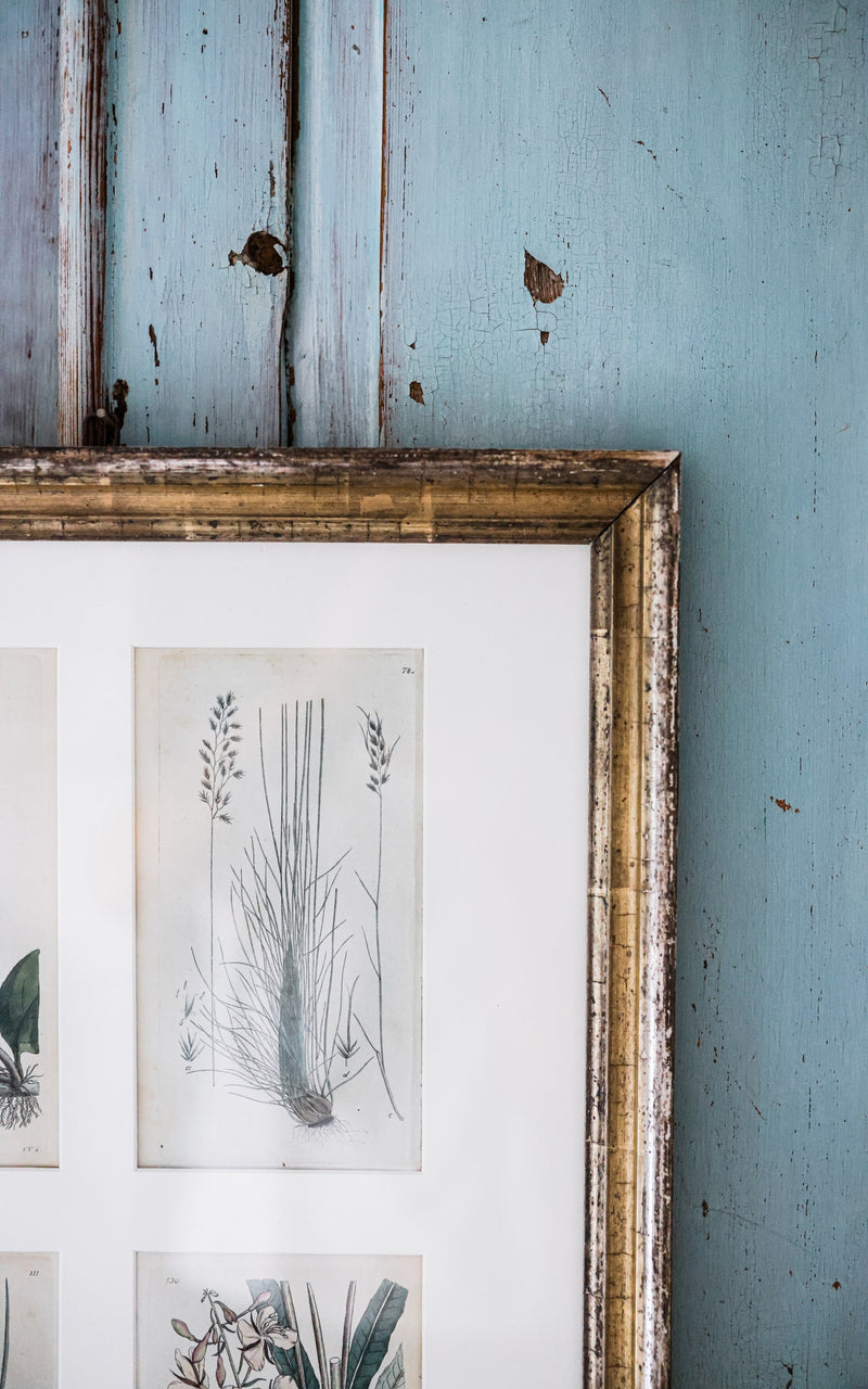 Antique Framed Set of Four Swedish Botanicals Engravings