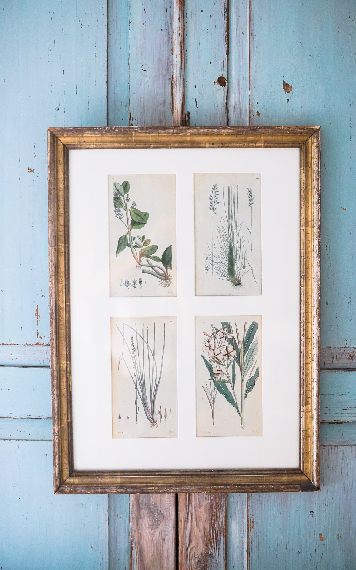 Antique Framed Set of Four Swedish Botanicals Engravings