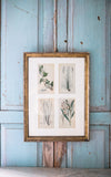 Antique Framed Set of Four Swedish Botanicals Engravings