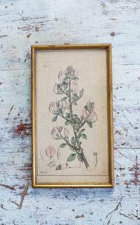 Vintage French  Botanical Print