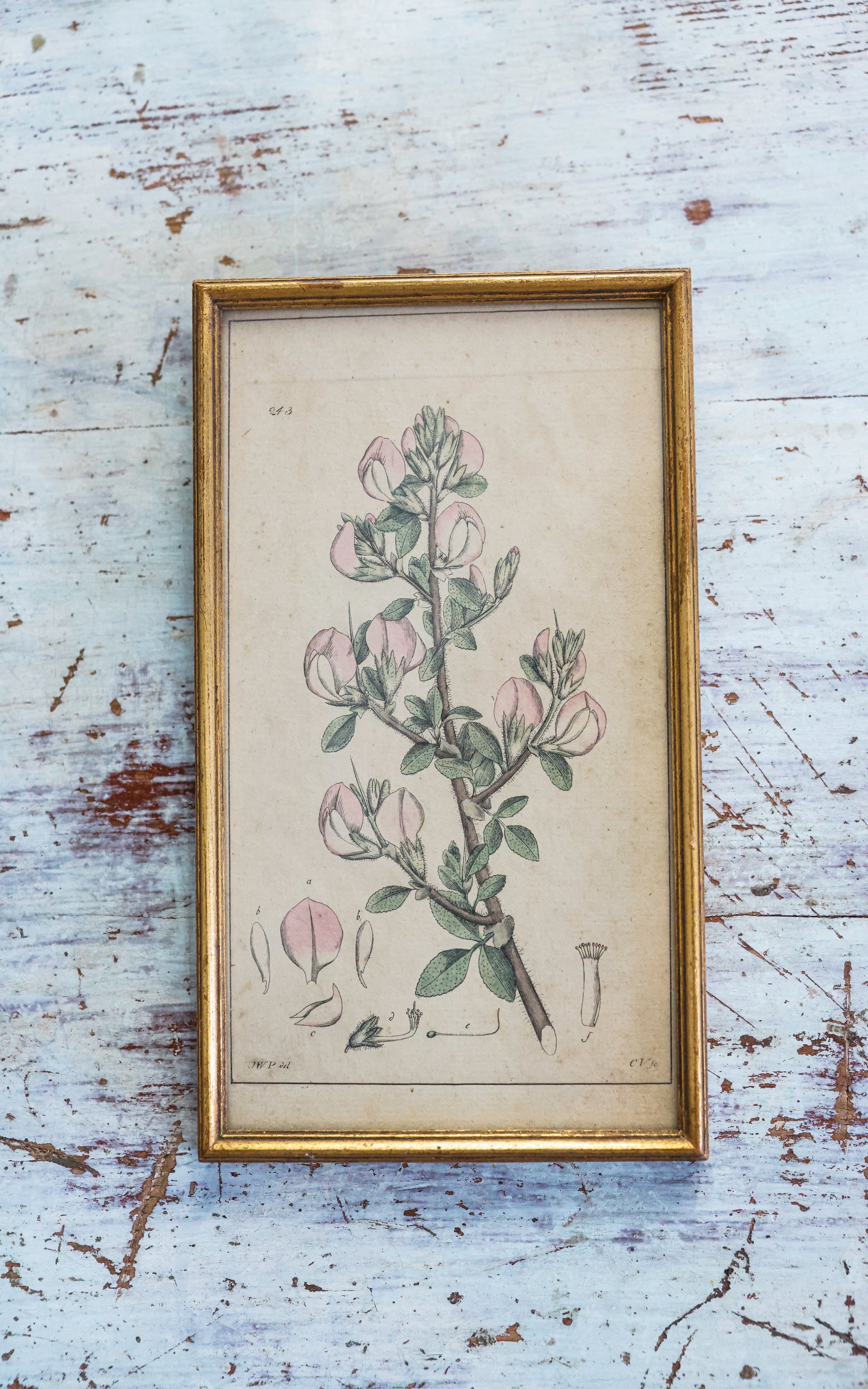 Vintage French  Botanical Print