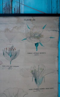 Vintage French Fleur Print Poster
