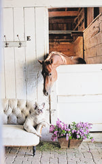 Set of Four At the Stables Note Cards